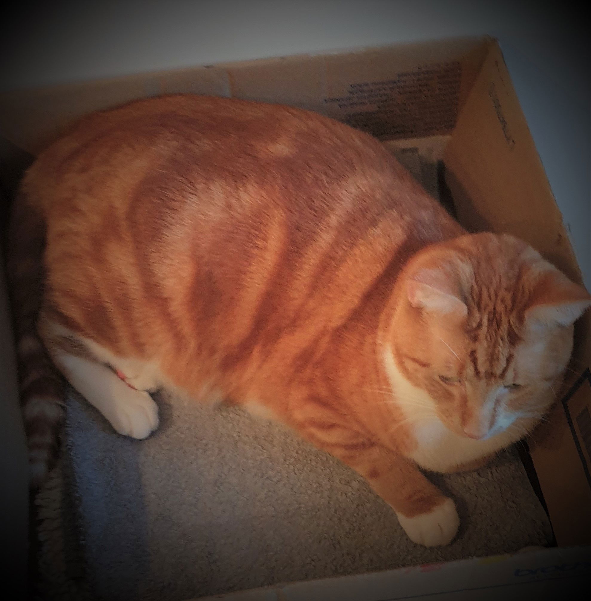 Do you know that cats like boxes