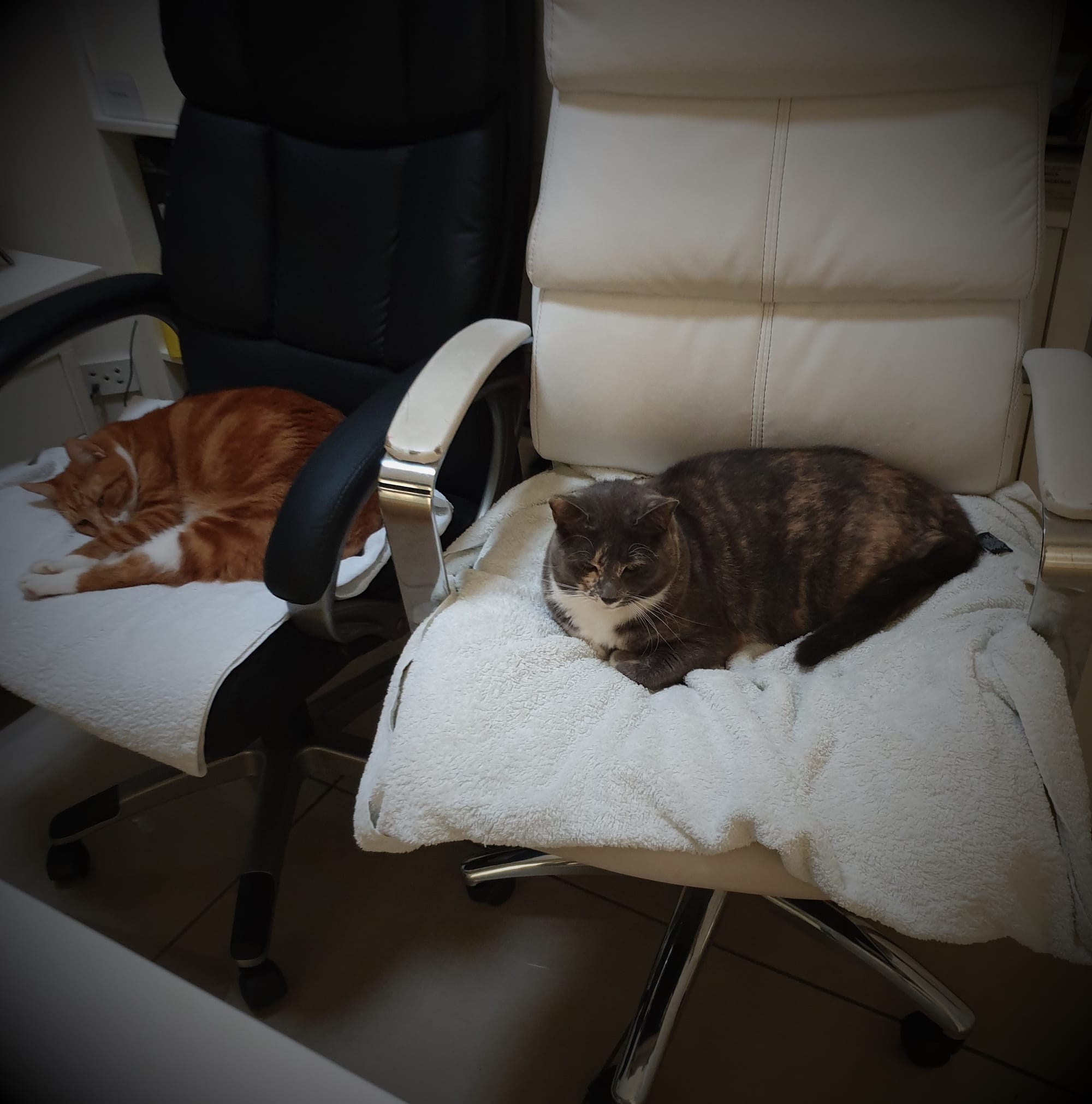 Our meeting was so boring that had to have a cat nap on the spot