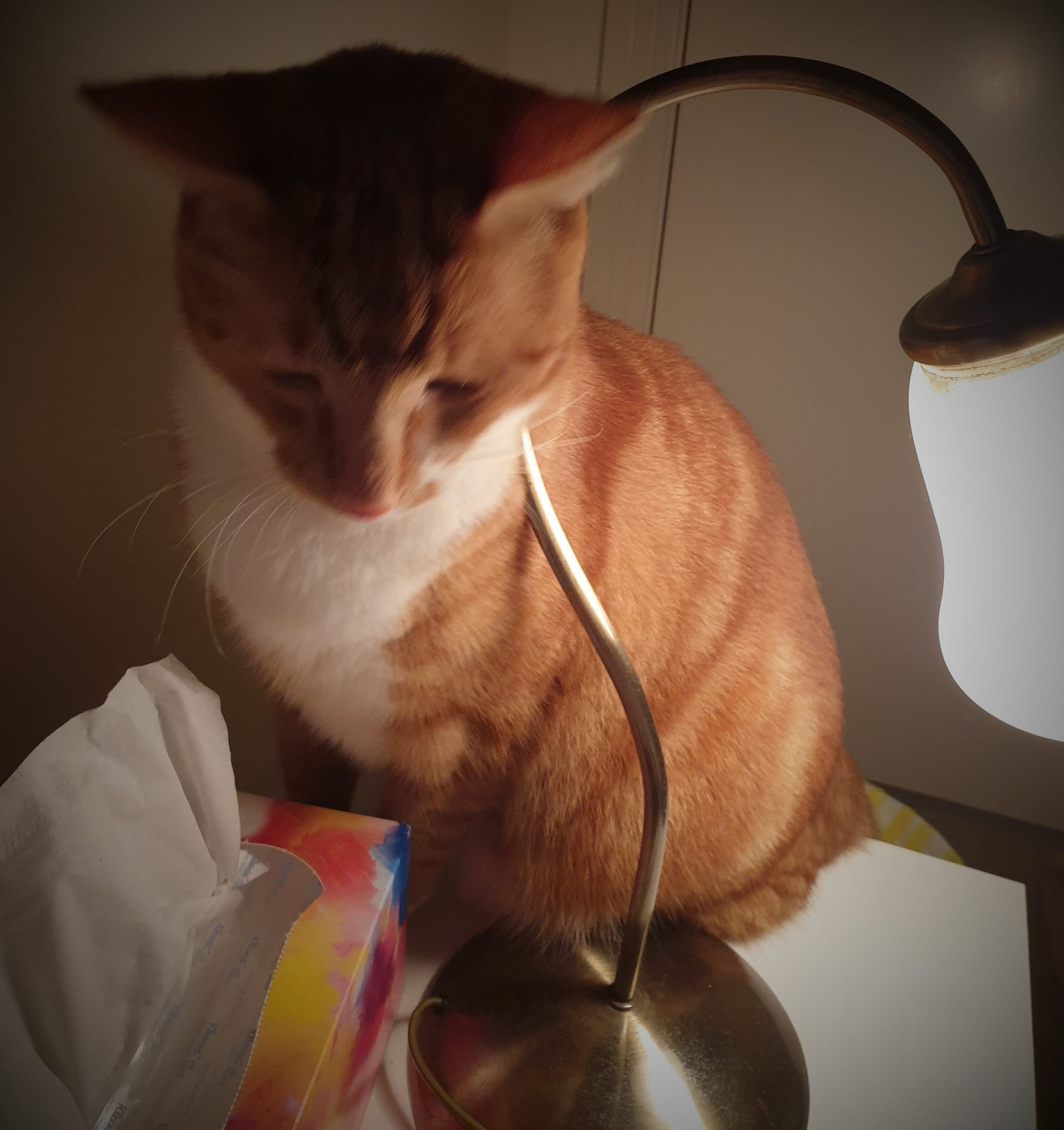 Am checking the lamp