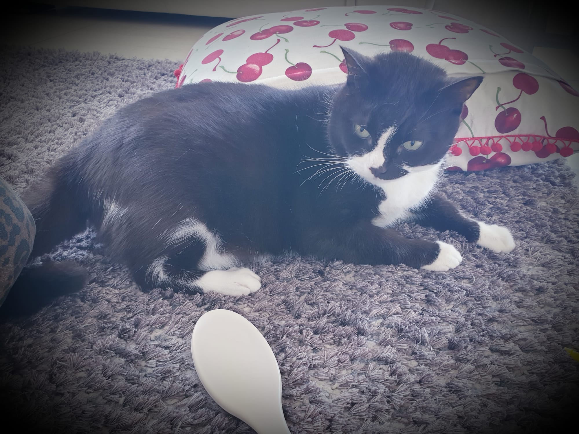 Fluffy, the living plush toy, loves to be brushed