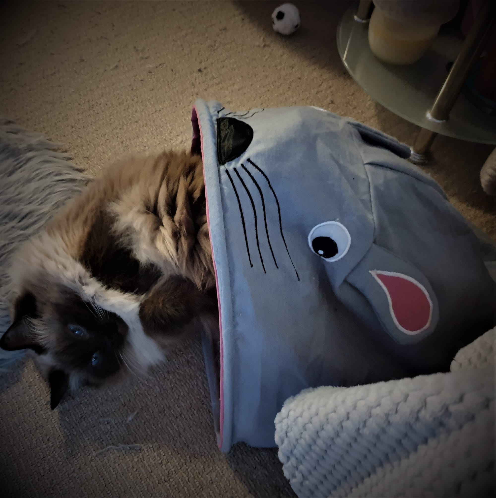 Melody in her Mouse tent