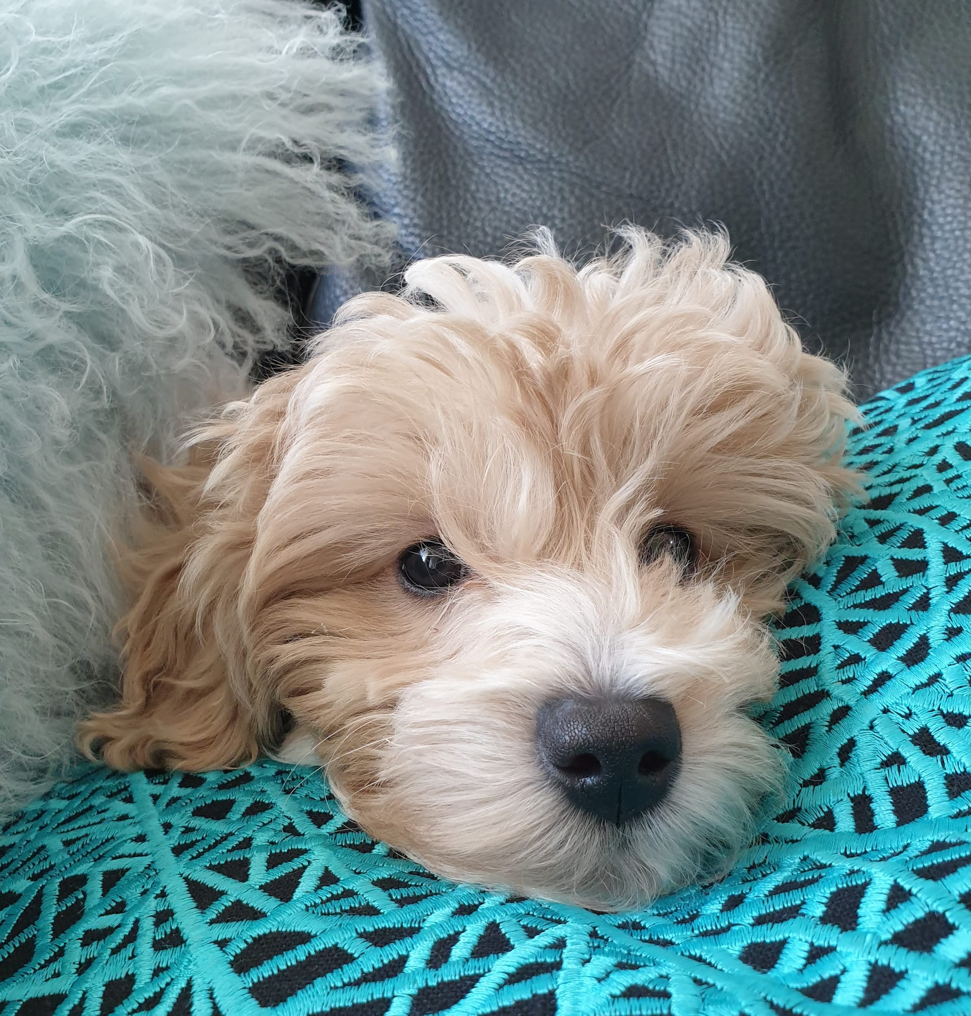 Monty, the adorable Moodle Puppy