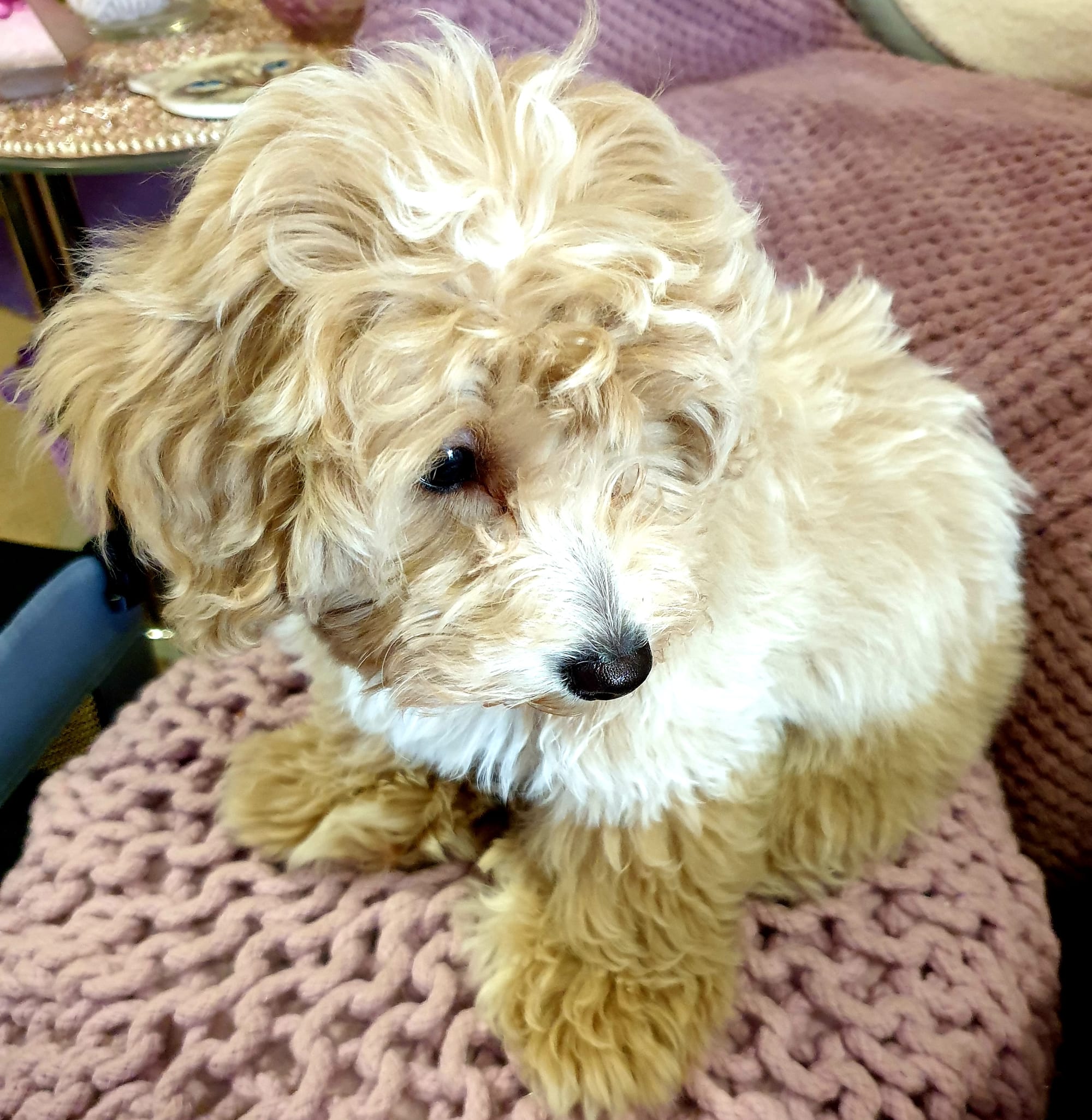 Am I cute - asks Monty knowing the answer too well...