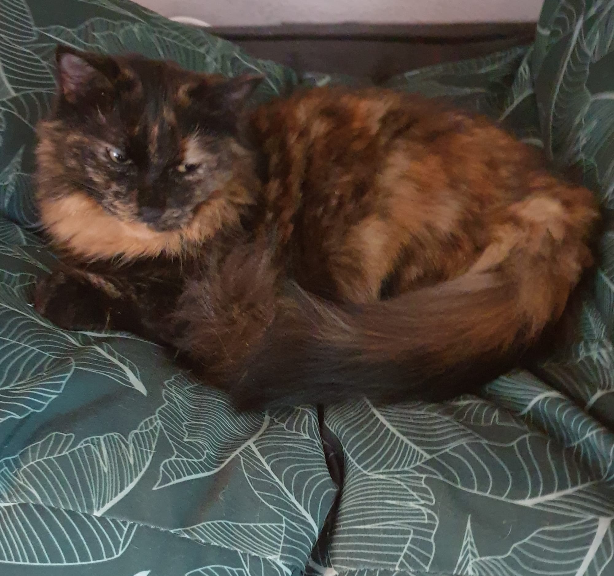 Mango has taken over the dog bed