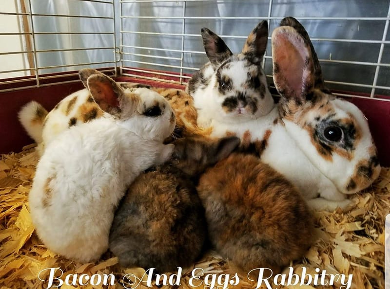 Bacon And Eggs Rabbitry
