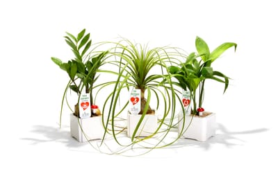 מתנות לאירועים עסקיים ופרטיים, מתנות ללקוחות לקראת טו בשבט