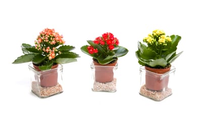 מתנות לטו בשבט, עציצים פורחים, עציצים ממותגים מתנות לעובדים והלקוחות עם מתנות ממותגות שנותנות יותר