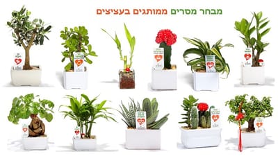 מתנות לפסח, עציצים ממותגים, ליצירת אווירה חיובית ולחזק את הקשר עם צוות העובדים והלקוחות  עם מתנות ממותגות שנותנות יותר