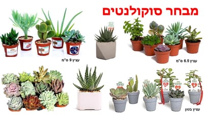 מתנות לטו בשבט, מבחר גדול של סוקולנטים מיוחדים כמתנות לטו בשבט   עם מוצרי פרסום שנותנים יותר