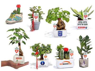 עציצים ממותגים ומארזי שי image