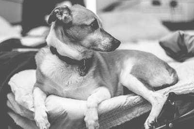 How to Purchase the Best Bean Bag Chair