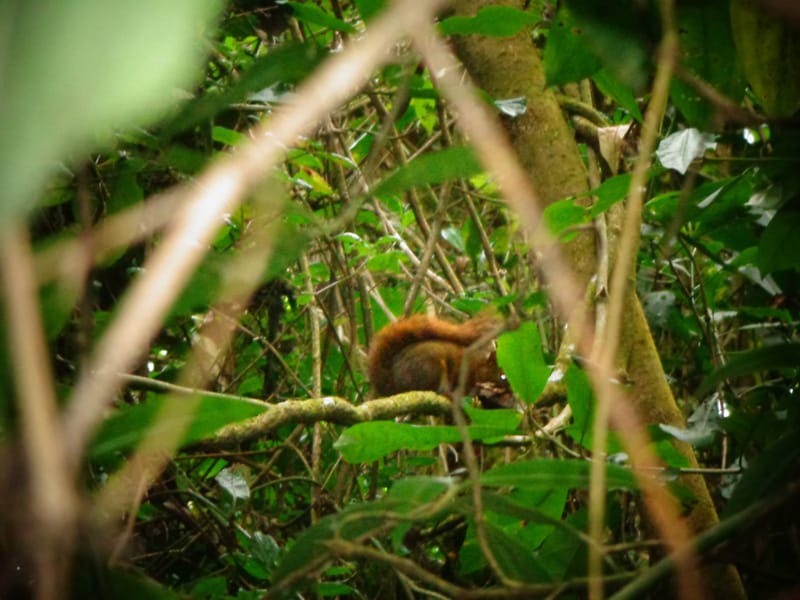 Bosque de los Arrayanes