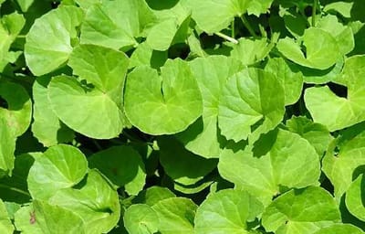 अनेक गुणों से भरपूर होता है ब्राह्मी का पौधा