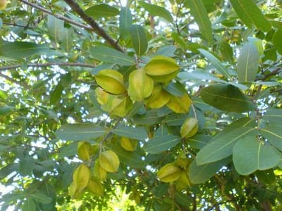 अर्जुन की छाल के फायदे
