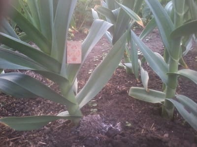 Агротехника Слоновьего чеснока (Рокамболя)