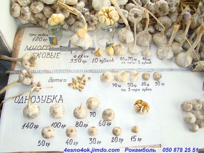 посадка  чеснока