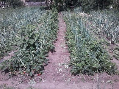 ПОСАДКА ЧЕСНОКА