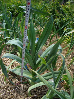 Рокамболь или слоновий чеснок. Что это?