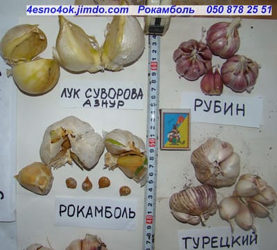 Французы говорят, что Про­ванс «натерт чесноком»