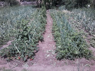 наша грядка