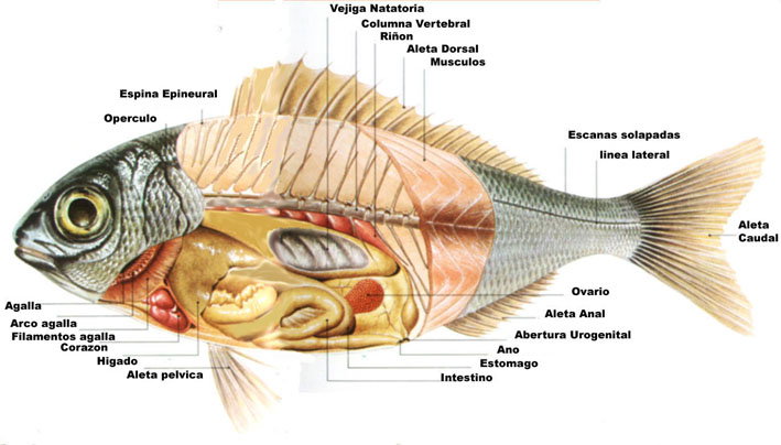 musculatura del pez.