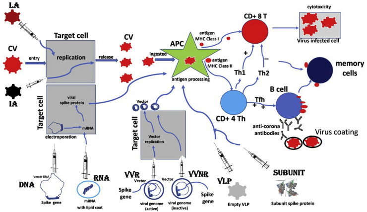 A Review on COVID-19 Vaccines      - Chloe Cheung