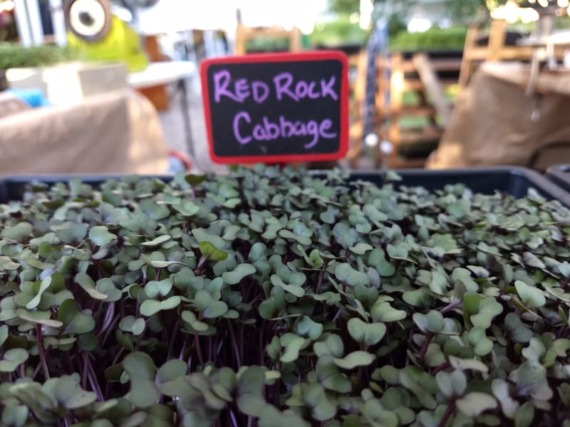Red Rock Cabbage