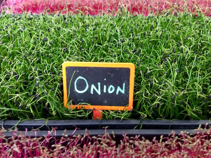 Onion