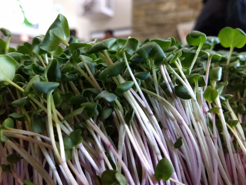 Triton Purple Radish