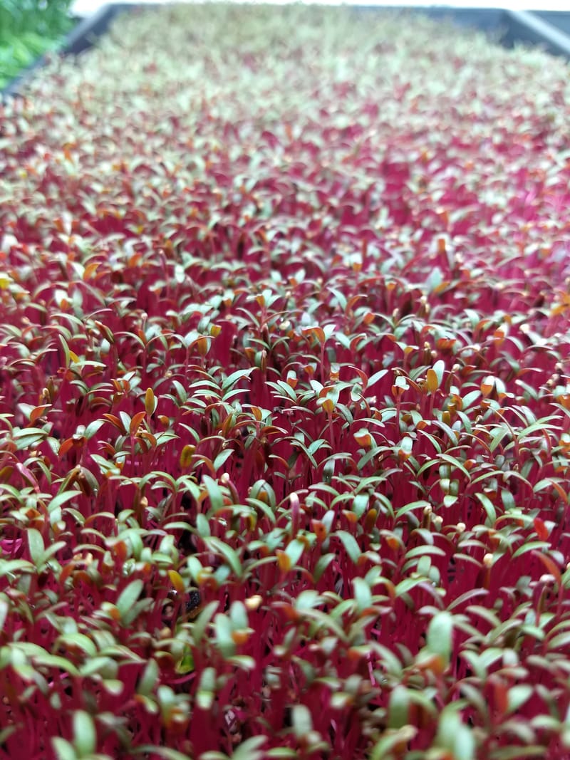 Red Garnet Amaranth