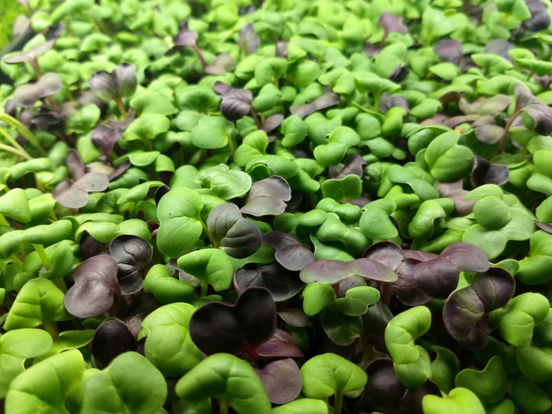 Spicy Radish Mix  Triton Purple & Sango Purple