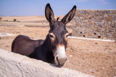 Burro miniatura image