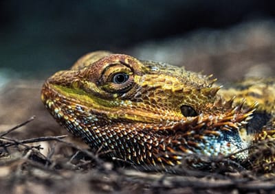 Dragón barbudo image
