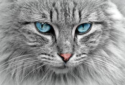 La descripción de Los Gatos image