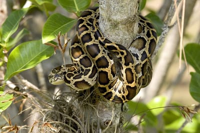 La descripción del serpiente piton image