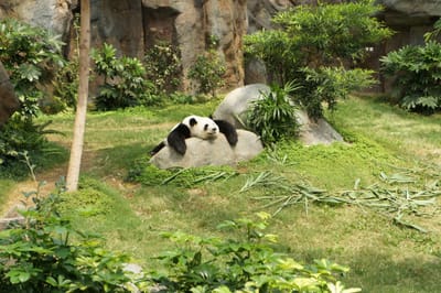 La descripción del oposo panda image