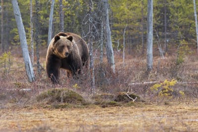 La descripción del oso negro image