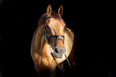 La descripción del caballos image