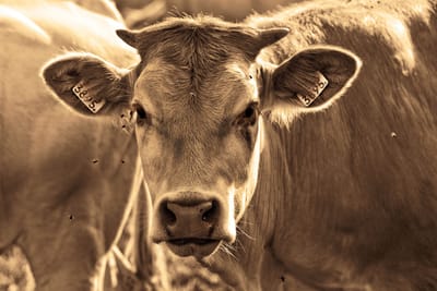 La descripción de la vacas  image