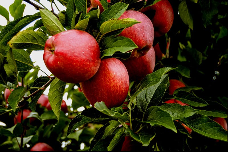 הרצאה - אוכלים בתבונה