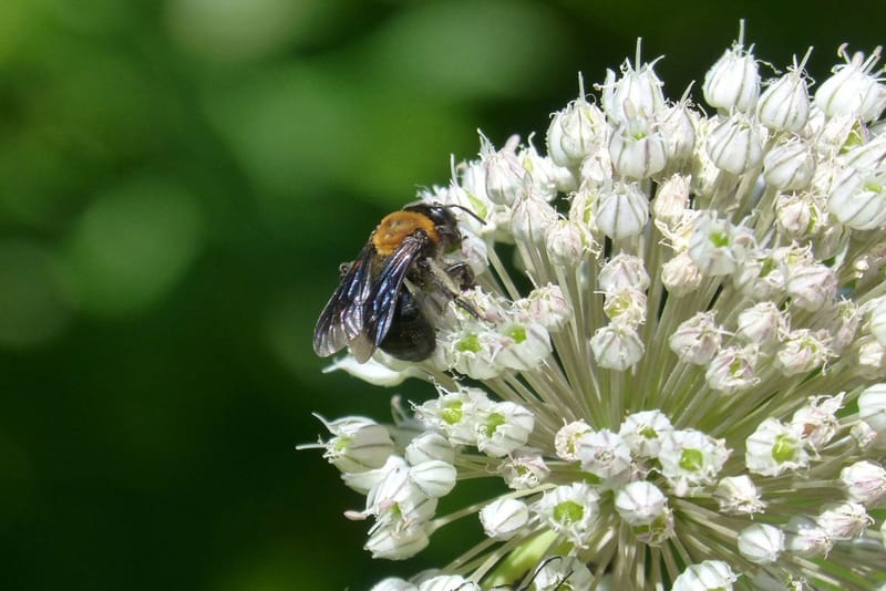 מטיילים, מלקטים ומבשלים בטבע