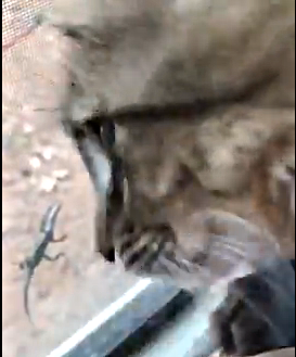 LWHA: A Lizard Safe Zone!