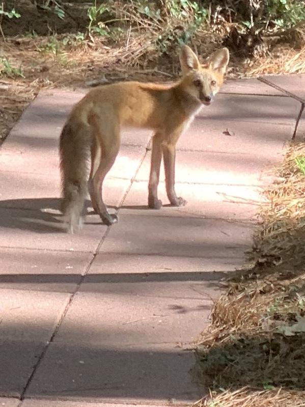 Strike a Foxy Pose