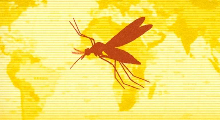 Fiebre Amarilla, Importante Para Tus Viajes