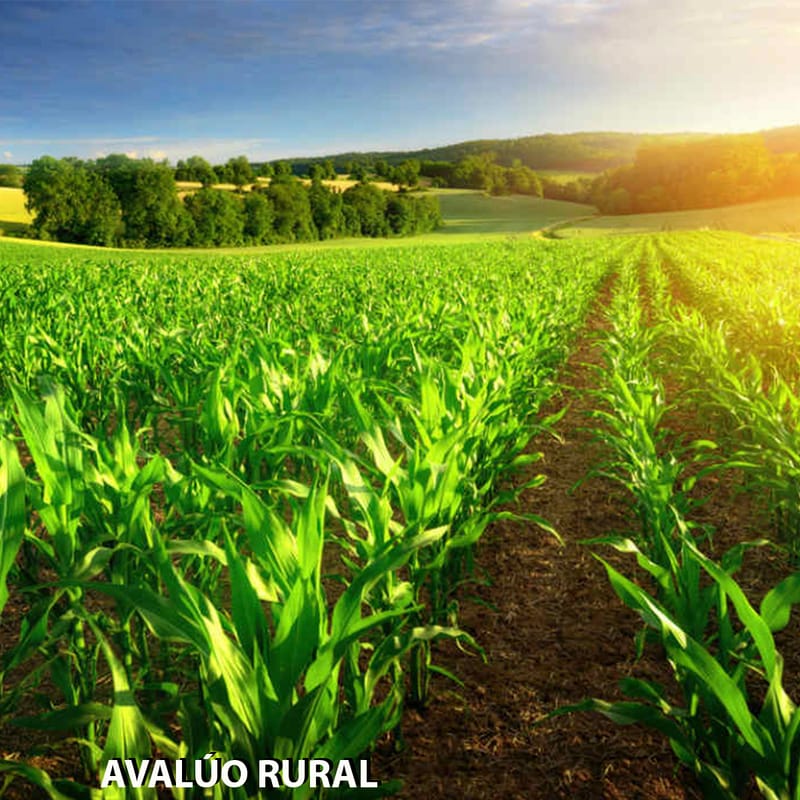 AVALÚO RURAL