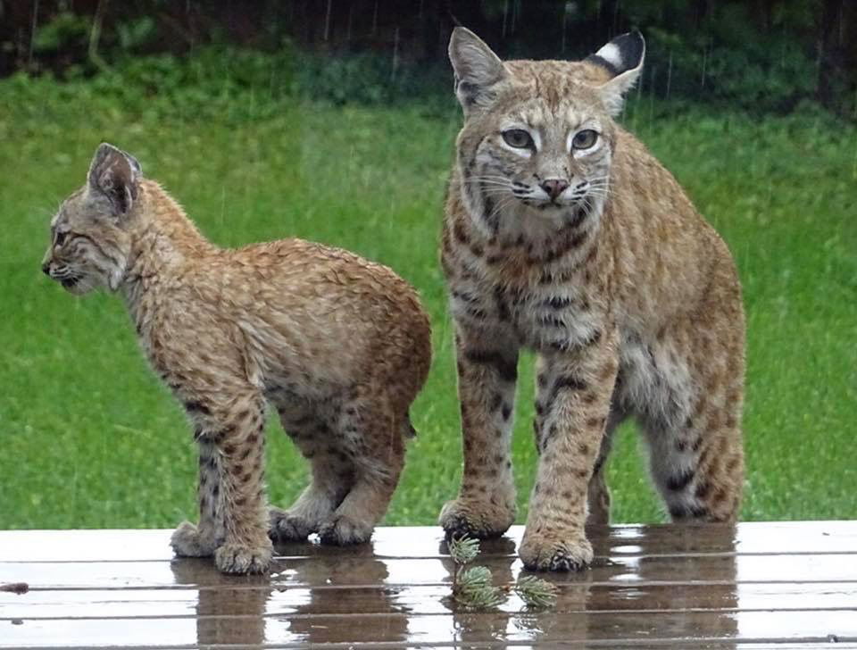 Bobcats in Calgary! (near Varsity area)