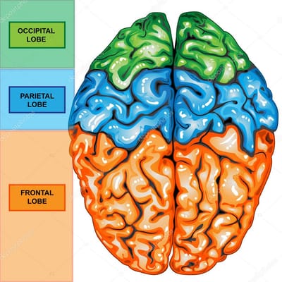 Aprendizaje y hemisferios cerebrales.