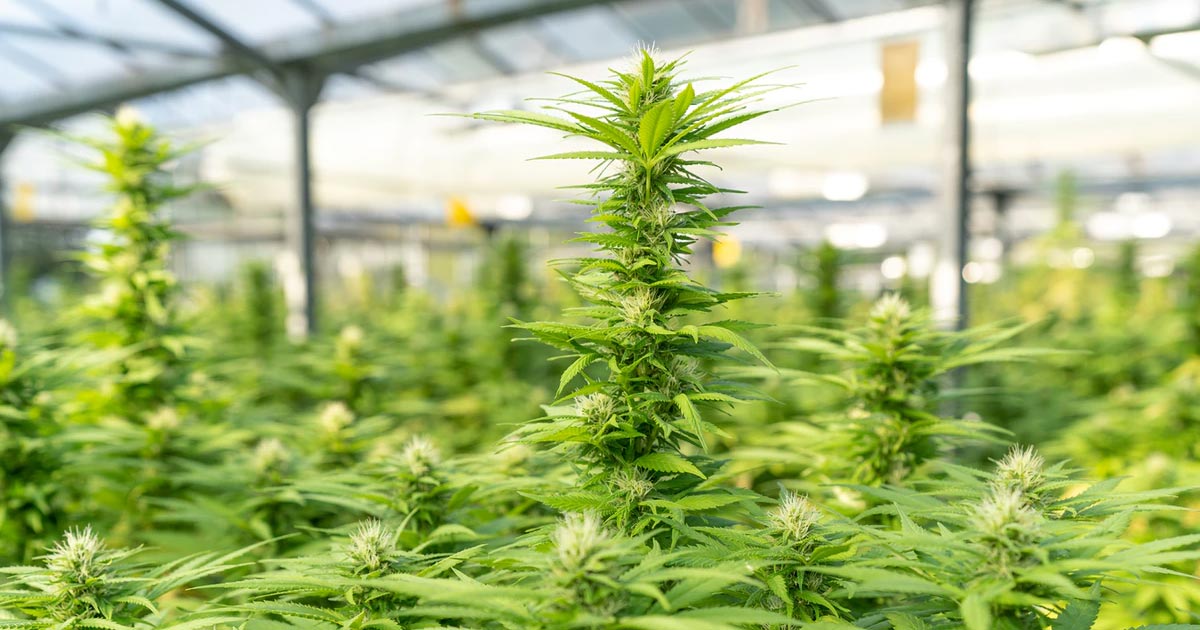 Fleurs de CBD en France: Tout ce que vous devez savoir sur l'huile de CBD