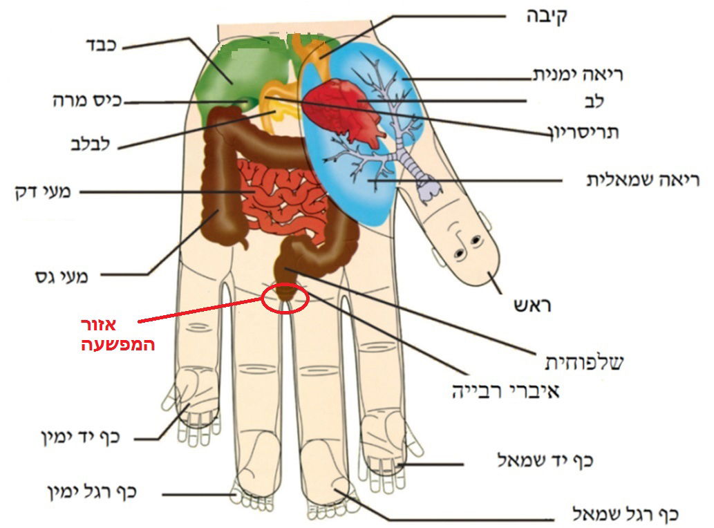 טיפול באמצעות מערכות ההשתקפות