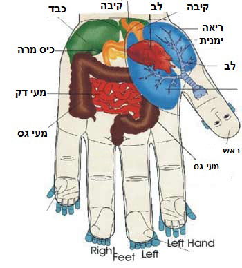 שיטת הסו-ג'וק  image